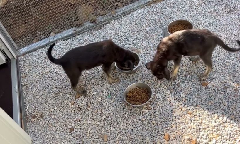 Jack and Jill, the 3 shy puppies & Savvas, they were sick from parvovirus and only one is still sick