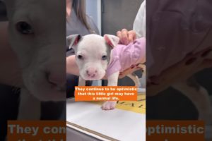 Journey of a puppy who was born with some type of congenital joint malformation