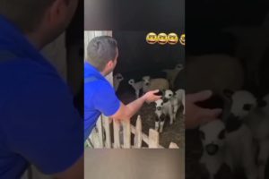 Joyful Bonds: Funny Animals and Humans Playing Together Compilation!