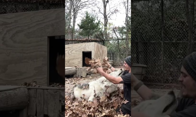 Just 2 animals playing in leaves. #animal #wolf #playtime #leaves #fallfun