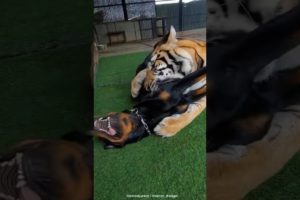 Kenzo and dog love , playing 😳🐯🤗😘
