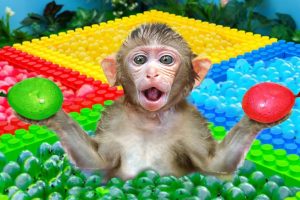 KiKi Monkey Four Colors Water Balloons Challenge | KUDO ANIMAL KIKI