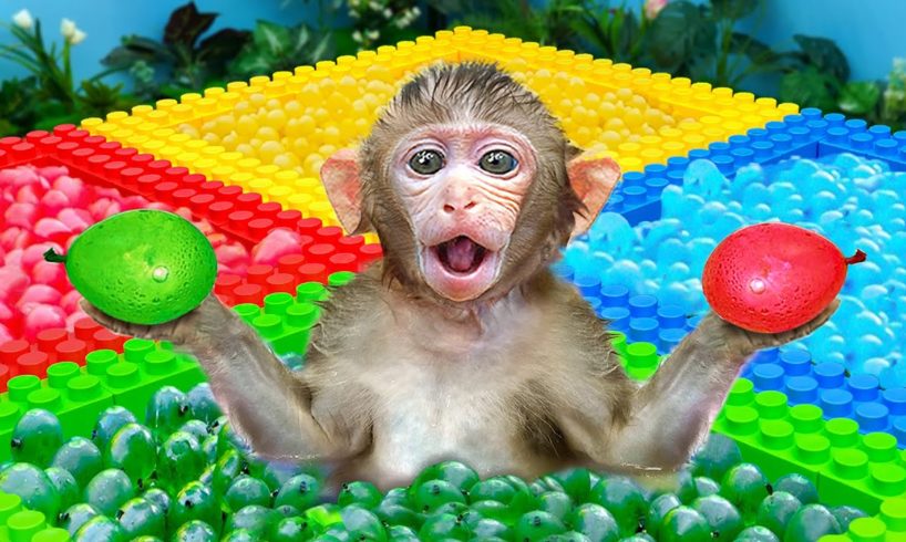 KiKi Monkey Four Colors Water Balloons Challenge | KUDO ANIMAL KIKI