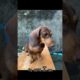 Kiki Gurl #duchshund #cute #puppies #puppy #panduch #duchshundph