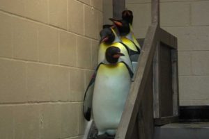 King Penguins Leaving Exhibit - Cincinnati Zoo