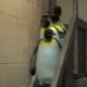 King Penguins Leaving Exhibit - Cincinnati Zoo