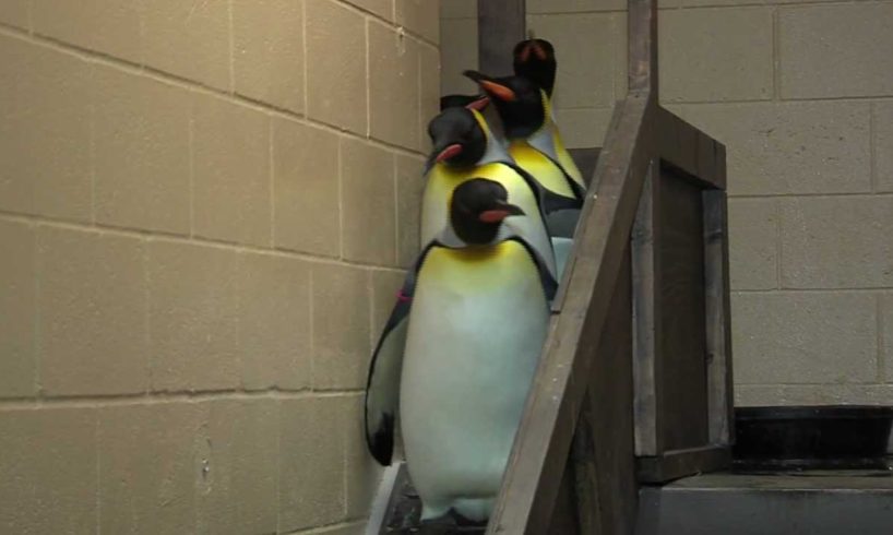 King Penguins Leaving Exhibit - Cincinnati Zoo