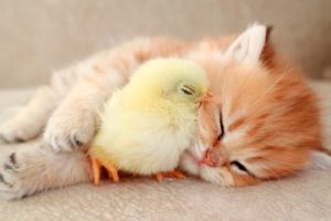 Kitten sleeps sweetly with the Chicken 🐥