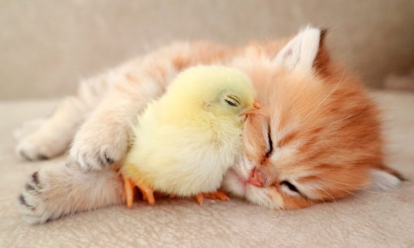 Kitten sleeps sweetly with the Chicken 🐥