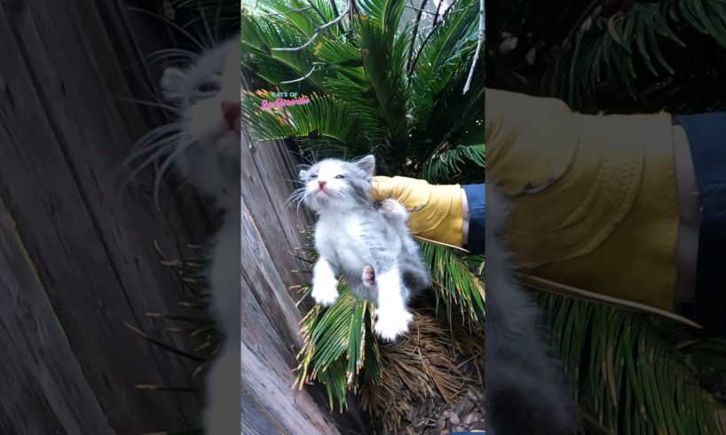 Kittens Rescued During Storm #catrescue #cat #kitten #kittenrescue #rescue