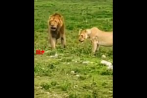 LION KING Cheating His 💔Lioness | Lioness Fights With Lion | Lion vs Lioness Fight
