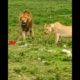 LION KING Cheating His 💔Lioness | Lioness Fights With Lion | Lion vs Lioness Fight