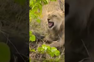 LION PLAY WITH BABOON/WILD ANIMALS LIFE #shorts #animals #lion