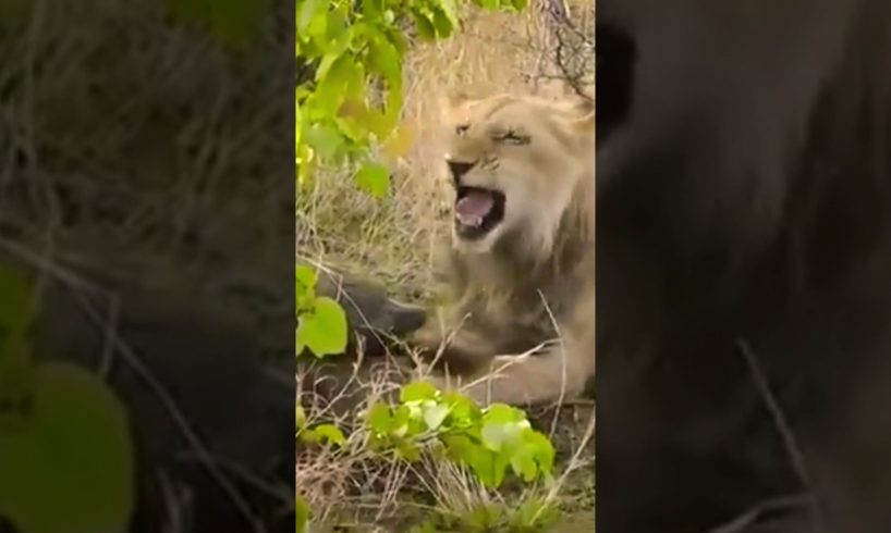 LION PLAY WITH BABOON/WILD ANIMALS LIFE #shorts #animals #lion