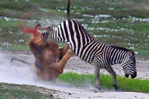 LION was NOT EXPECTED that from ZEBRA! 10 Crazy Animal Fights captured on camera