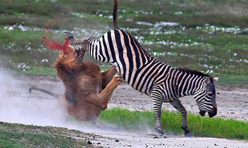 LION was NOT EXPECTED that from ZEBRA! 10 Crazy Animal Fights captured on camera