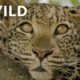 🔴 LIVE: Enter the Savage Kingdom: Ultimate Predators | Watch Now on Nat Geo WILD