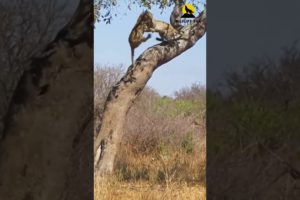 Leopard Showdown: Dramatic Treetop Fight Ends in Thrilling Fall! #shorts  #animal #wildlife