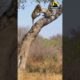 Leopard Showdown: Dramatic Treetop Fight Ends in Thrilling Fall! #shorts  #animal #wildlife