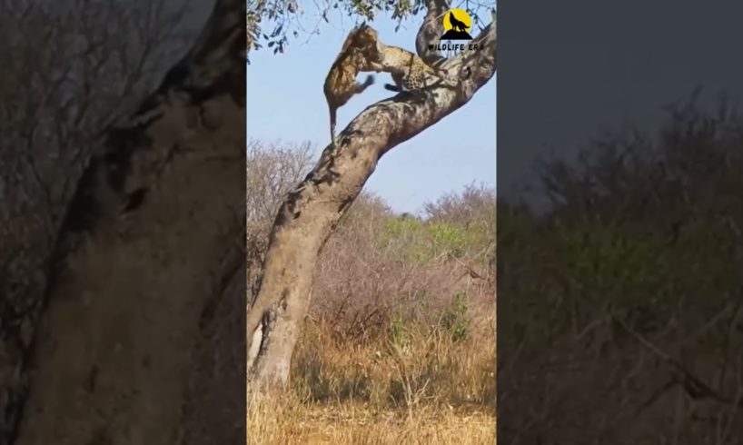 Leopard Showdown: Dramatic Treetop Fight Ends in Thrilling Fall! #shorts  #animal #wildlife