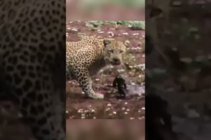 Leopard raises an abandoned springbuck🤯#shorts #reaction #respect #leopard
