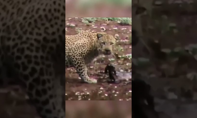 Leopard raises an abandoned springbuck🤯#shorts #reaction #respect #leopard