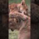 Lion Cubs Playing #lionbabies #animals #lioncubs #lionslife