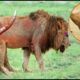 Lion vs Rhino | Fierce Battle Pride of lions  Scariest Predator! | Wild Animal Hunting Compilation