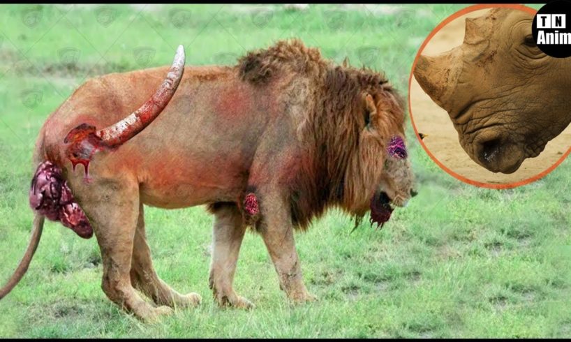 Lion vs Rhino | Fierce Battle Pride of lions Scariest Predator! | Wild Animal Hunting Compilation