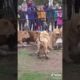 Lions fight in the zoo