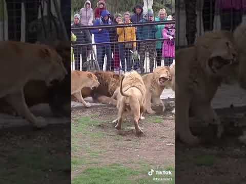 Lions fight in the zoo