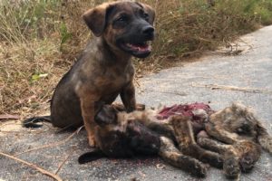 Little dog praying for help from a stranger to save his friend in a traffic accident