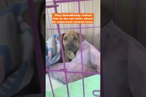 Little puppy found crying in fear and suffering from injured legs