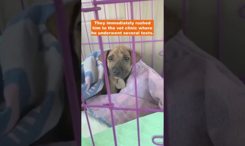 Little puppy found crying in fear and suffering from injured legs