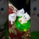 😻Look At Three Sisters Staring #kitten #kittens #cat #cats #catlover #catvideos #catlovers