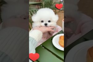 Lovely puppies and So cute of pets  SCOP: 435, Cute puppies take breakfast
