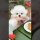 Lovely puppies and So cute of pets  SCOP: 435, Cute puppies take breakfast
