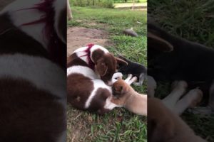 Loving Mother Dog 🐩 breastfeeds her cute Puppies🐶 #cutepuppy #dogmoments #doglovers #doglife #dogs