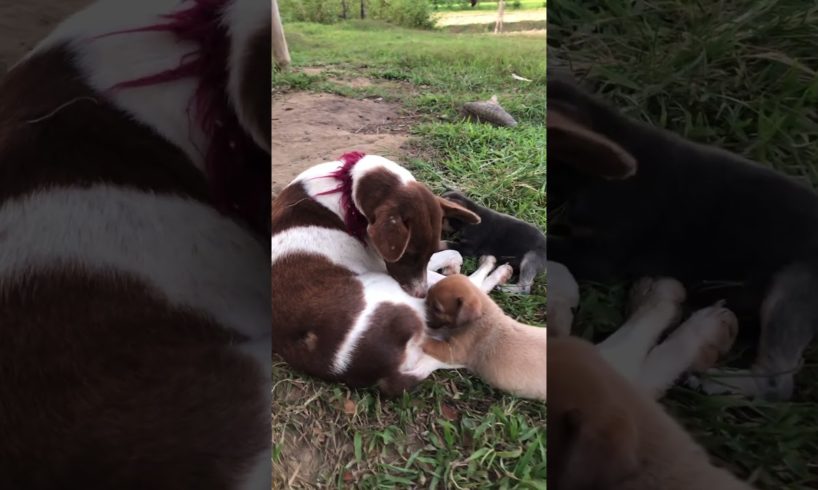 Loving Mother Dog 🐩 breastfeeds her cute Puppies🐶 #cutepuppy #dogmoments #doglovers #doglife #dogs
