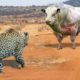 MOST BRUTAL ANIMAL ATTACKS AND FIGHTS