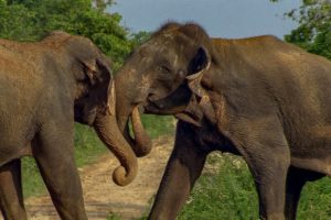 Male Elephants Fight for Dominance! | BBC Earth
