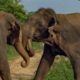 Male Elephants Fight for Dominance! | BBC Earth