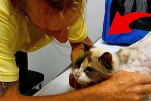 Man Breaks Down in Tears Upon Discovering His Deaf Cat of 20 Years
