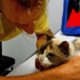 Man Breaks Down in Tears Upon Discovering His Deaf Cat of 20 Years