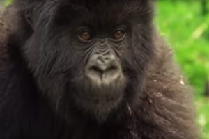 Meet This Family of Mountain Gorillas | Cousins | BBC Earth