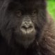 Meet This Family of Mountain Gorillas | Cousins | BBC Earth