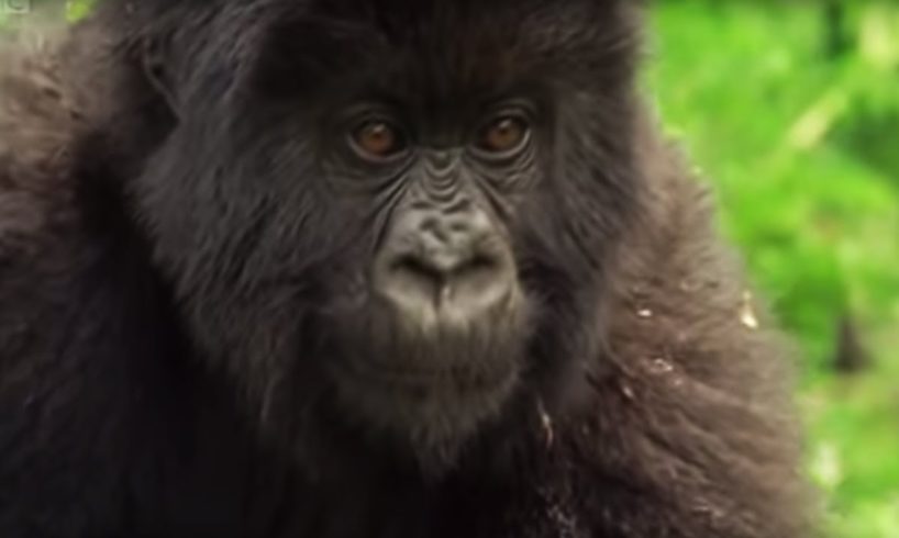 Meet This Family of Mountain Gorillas | Cousins | BBC Earth