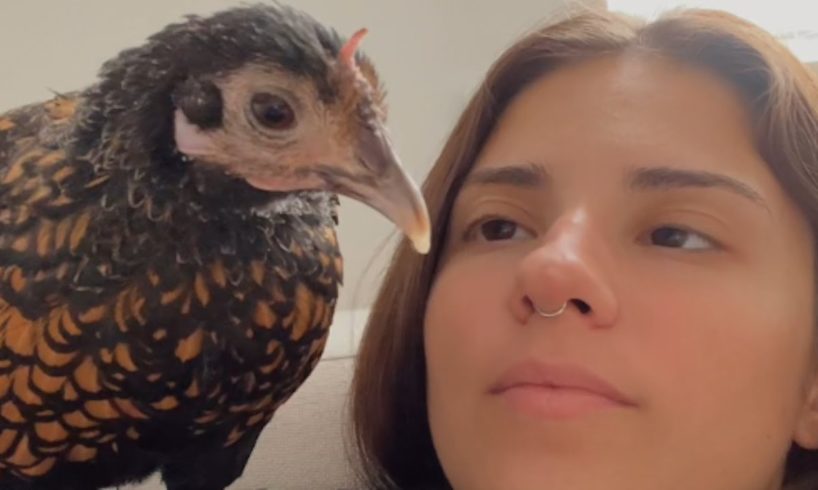 Meet Tina. She'll change what you think about chickens.