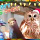 Meet the Happy Birds of Birdsmas | 40 Minutes of Animal Stories | Dodo Kids