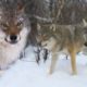 Meeting a Wolf Pack | Deadly 60 | Earth Unplugged